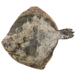 Calcan calibru ~700-1000g
