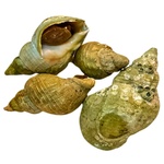 Melci preferti